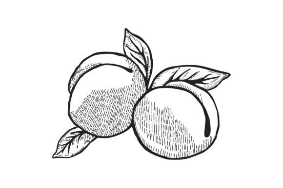 A Practical Review of Peach Fruit Engraved Graphics
